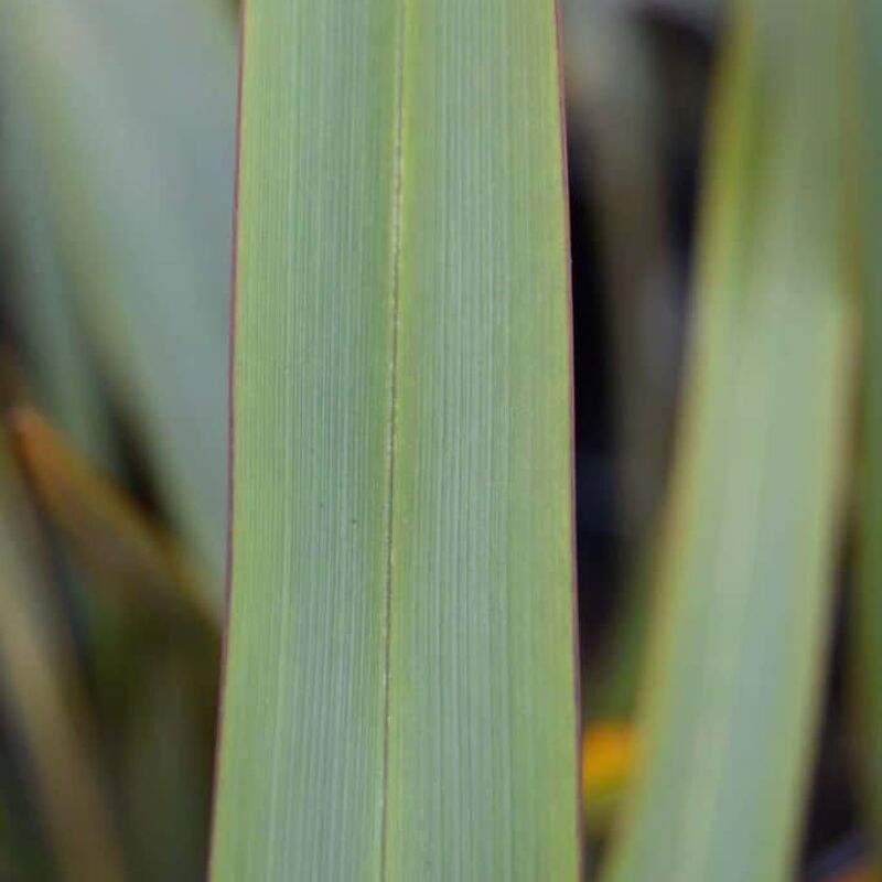 Phormium tenax 60-80 cm